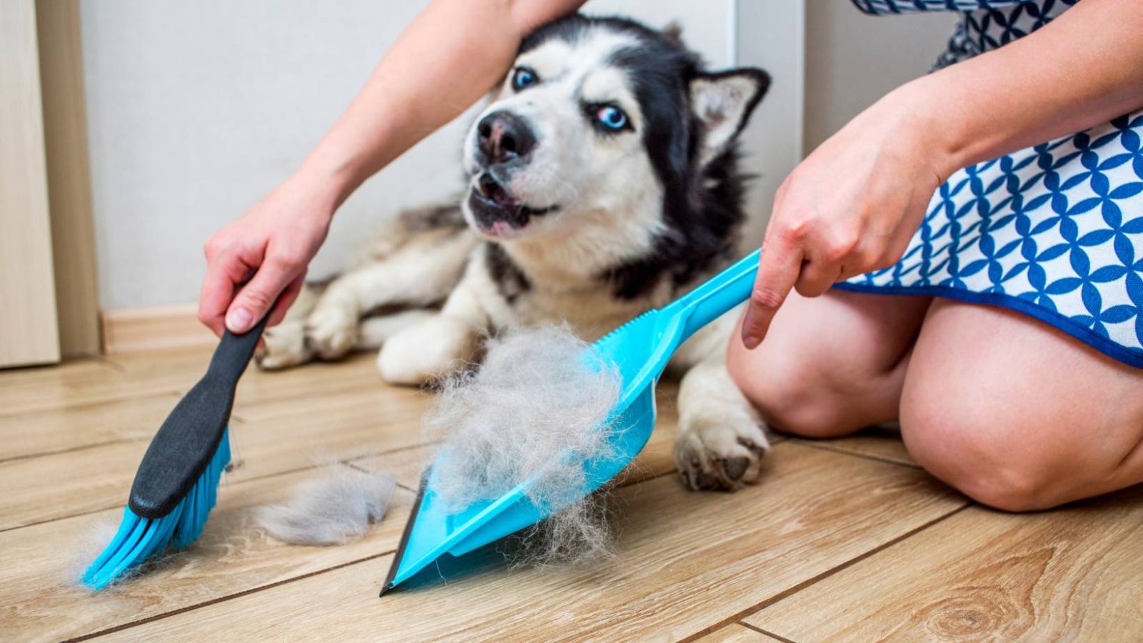 Remède grand-mère perte poil chien : 9 astuces naturelles pour un
